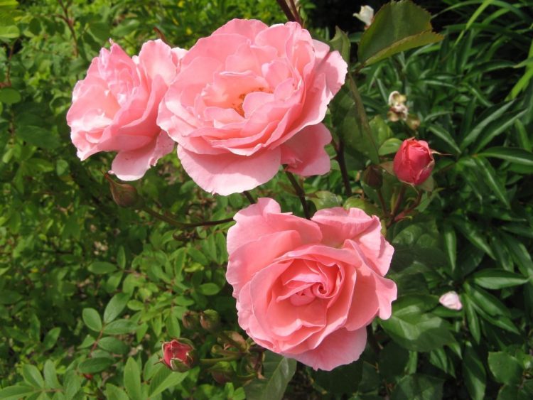 Роза флорибунда сорт Queen Elizabeth (Куин Элизабет) — отзывы