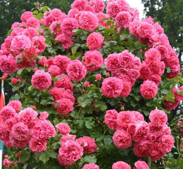 Роза плетистая крупноцветковая Розариум Ютерзен Кордес (Kordes) — отзывы