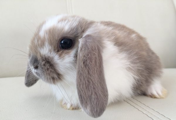 Кролик породы «Вислоухий баран» — отзывы