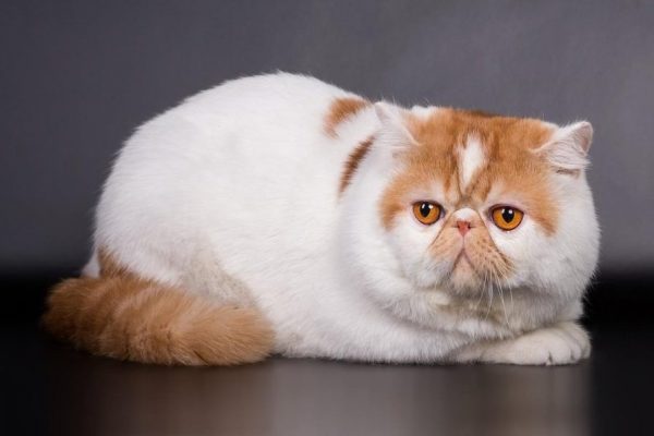 Кошка Экзотическая короткошерстная — отзывы о породе
